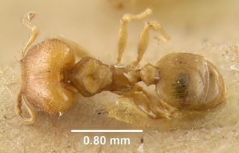 Media type: image;   Entomology 9127 Aspect: habitus dorsal view